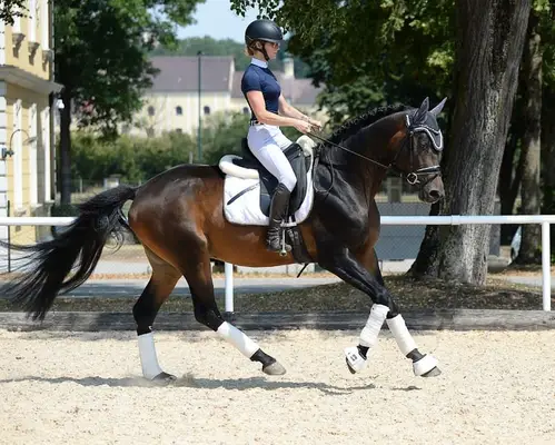 Sportlicher typvoller Trakehner Hengst ( a.W. Wallach )