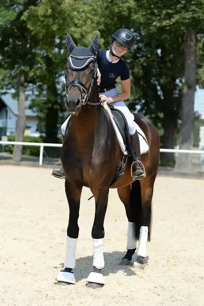 Sportlicher typvoller Trakehner Hengst ( a.W. Wallach )