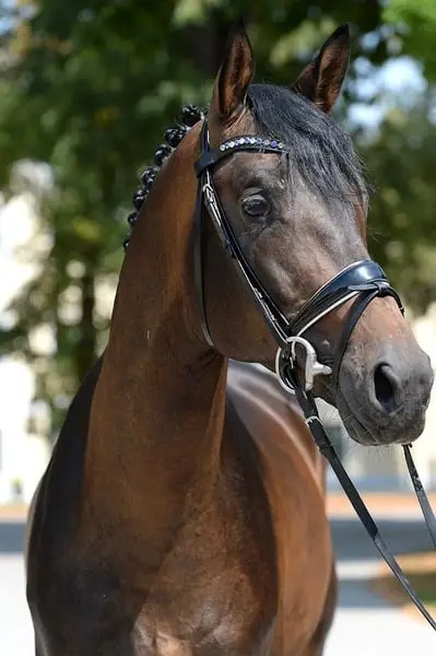 Sportlicher typvoller Trakehner Hengst ( a.W. Wallach )