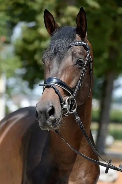 Sportlicher typvoller Trakehner Hengst ( a.W. Wallach )