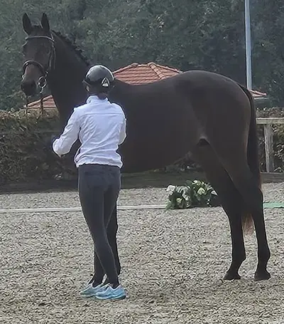 Zwei qualitätvolle Hengste , angeritten
