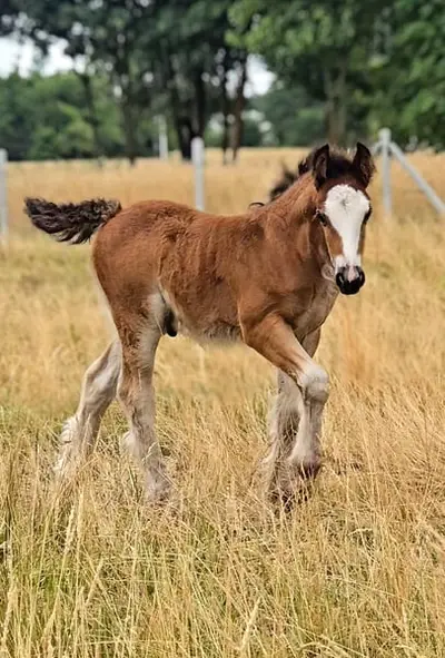 Ein atemberaubendes braunes Irish Cob Fohlen – Robust wie ein Panzer