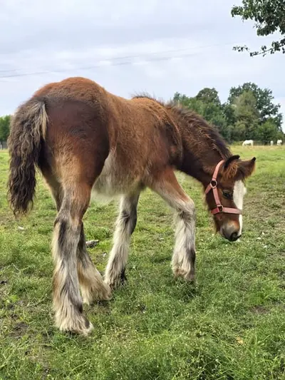 Ein atemberaubendes braunes Irish Cob Fohlen – Robust wie ein Panzer
