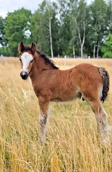 Ein atemberaubendes braunes Irish Cob Fohlen – Robust wie ein Panzer