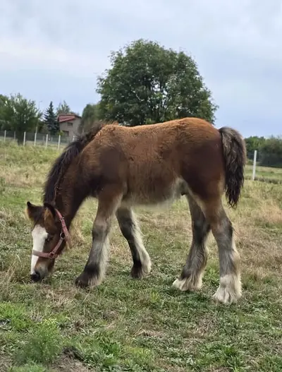 Ein atemberaubendes braunes Irish Cob Fohlen – Robust wie ein Panzer