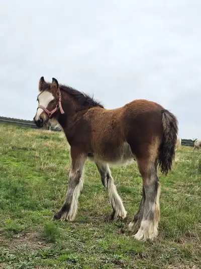 Ein atemberaubendes braunes Irish Cob Fohlen – Robust wie ein Panzer