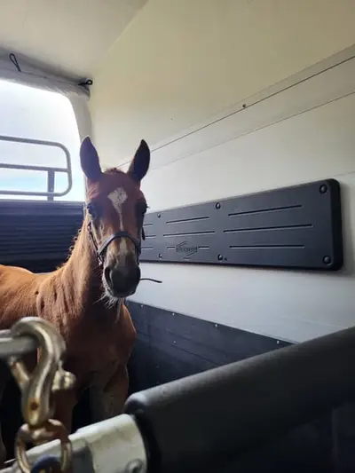 Typvolles Hengstfohlen mit tollem Interieur und bester Abstammung