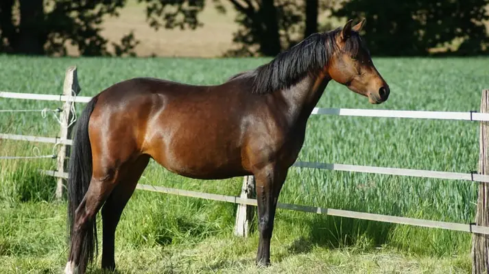 Schicke bewegungsstarke 3 - jährige Stute