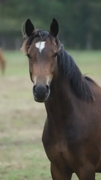 Zukünftiges cooles Springpony