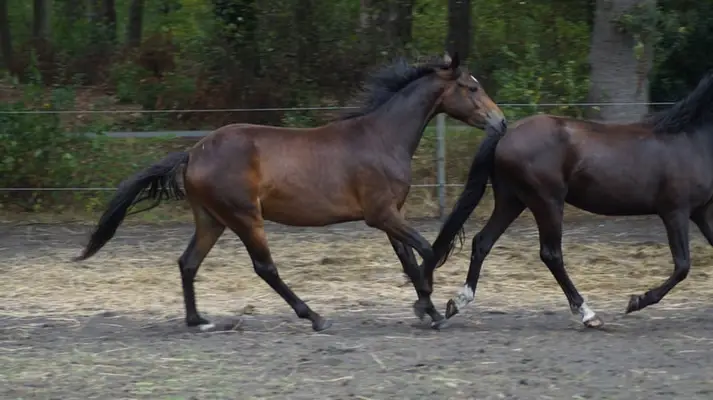 Zukünftiges cooles Springpony