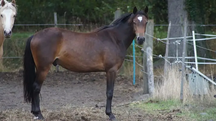 Zukünftiges cooles Springpony
