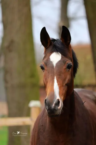 Trakehner Zuchtstute - tragend mit Fohlen bei Fuß