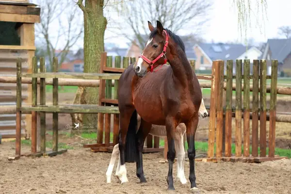Trakehner Zuchtstute - tragend mit Fohlen bei Fuß