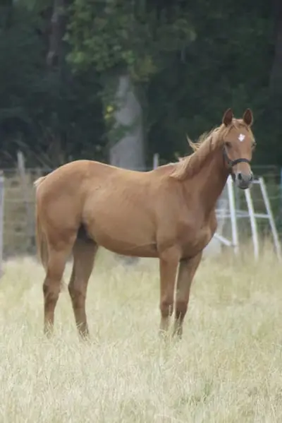 Yearling - Étalon