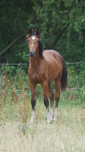 Schicker vielseitiger Nachwuchssportler