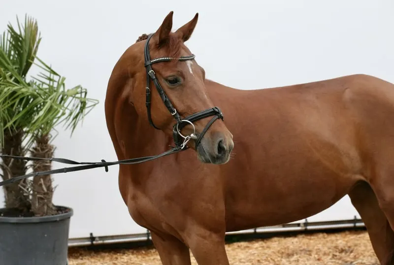 Charmante, sportliche Fuchstute