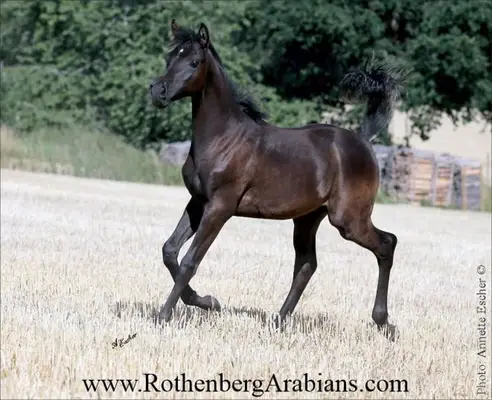 Verschiedene Nachzucht Rappen Braun f. Freizeit Zucht Sport Schau
