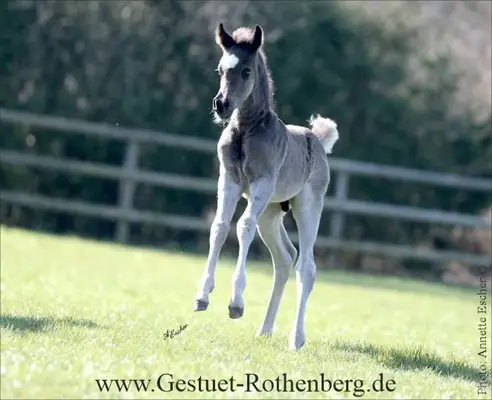 Foals, Young & Breeding Horses for Leisure, Sport, Breeding & Show