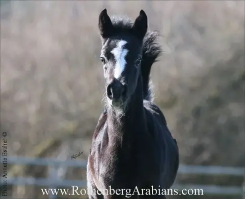 Various Offspring Black Bay Gray for Leisure Breeding Sport