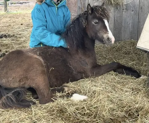 Shetty x Welsh B Stute zweijährig Tolle GGA gute veranlagerung