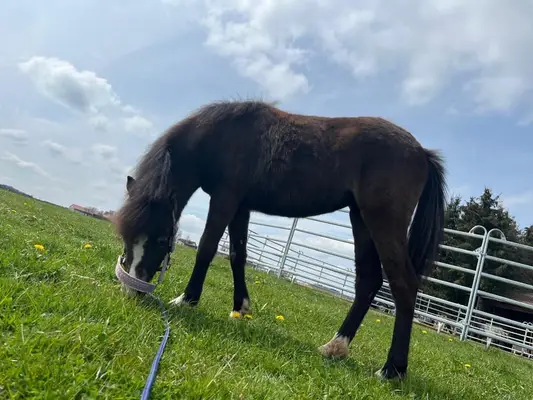 Shetty x Welsh B Stute zweijährig Tolle GGA gute veranlagerung
