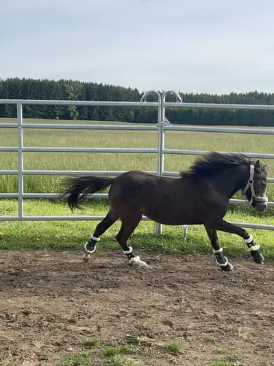 Shetty x Welsh B Stute zweijährig Tolle GGA gute veranlagerung