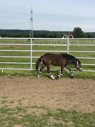 Shetty x Welsh B Stute zweijährig Tolle GGA gute veranlagerung