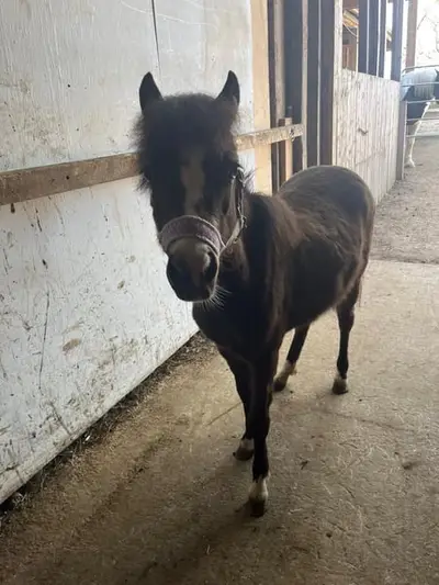 Shetty x Welsh B Stute zweijährig Tolle GGA gute veranlagerung