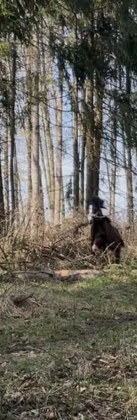 Shetty x Welsh B Stute zweijährig Tolle GGA gute veranlagerung