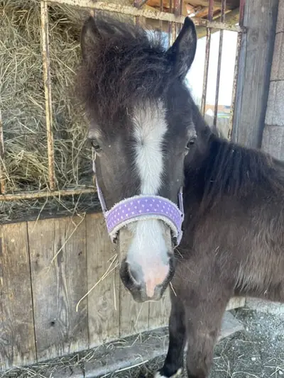 Shetty x Welsh B Stute zweijährig Tolle GGA gute veranlagerung