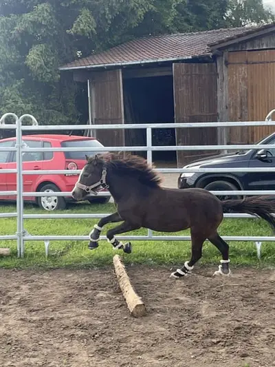Yegua típica Shetty×Welsh B - 2 años - bay dun - yegua joven