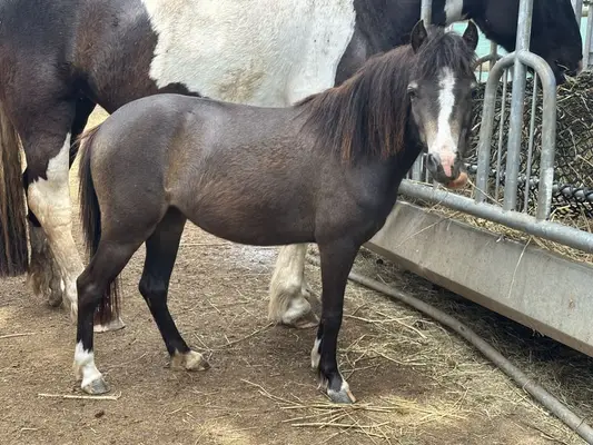 Typvolle Shetty×Welsh B Stute-2 Jahre-bay dun-Nachwuchsstute