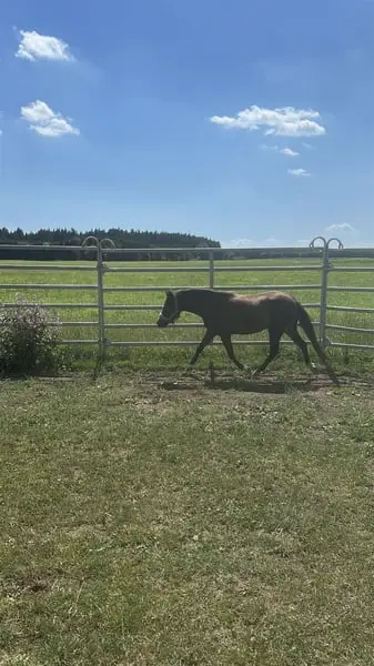 Typvolle Shetty×Welsh B Stute-2 Jahre-bay dun-Nachwuchsstute
