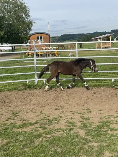 Typvolle Shetty×Welsh B Stute-2 Jahre-bay dun-Nachwuchsstute