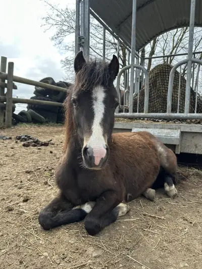Typvolle Shetty×Welsh B Stute-2 Jahre-bay dun-Nachwuchsstute