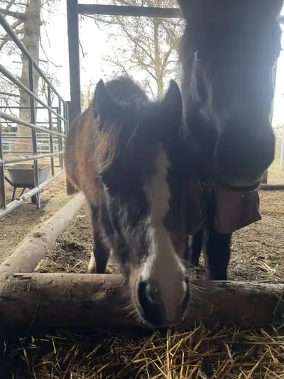 Typvolle Shetty×Welsh B Stute-2 Jahre-bay dun-Nachwuchsstute