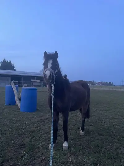 Typvolle Shetty×Welsh B Stute-2 Jahre-bay dun-Nachwuchsstute