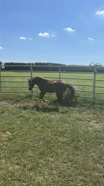 Typvolle Shetty×Welsh B Stute-2 Jahre-bay dun-Nachwuchsstute