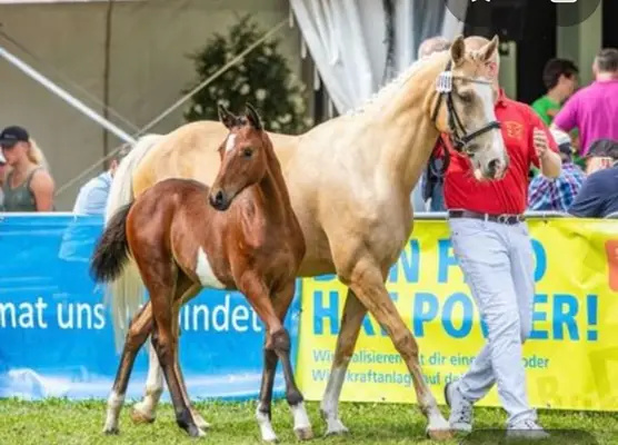 Schicke Jungstute mit Bundeschampionats Qualität