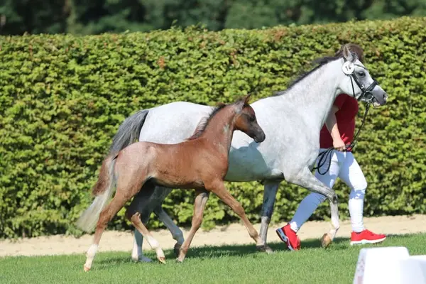 Bonito Welsh B castrado