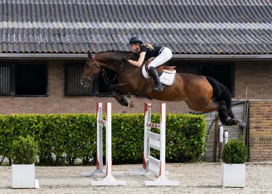 Springpferd, 6 Jahre alt