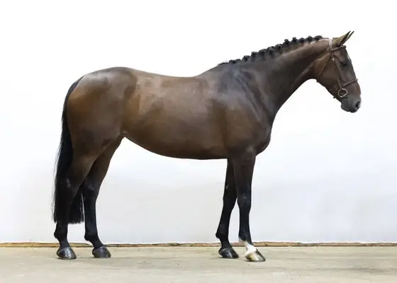 Springpferd, 6 Jahre alt