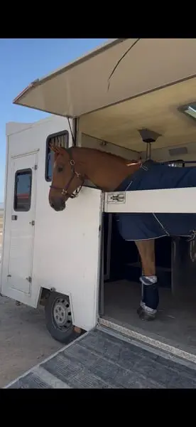 Transporter für 2 Pferde