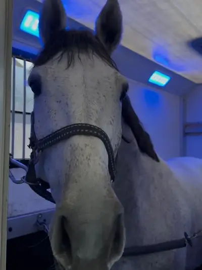 Transporter für 2 Pferde