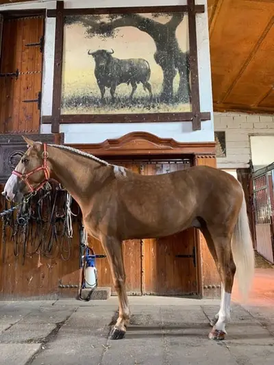 Palomino-Pferd für Dressur und Springen