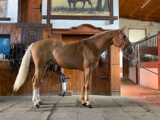Palomino-Pferd für Dressur und Springen