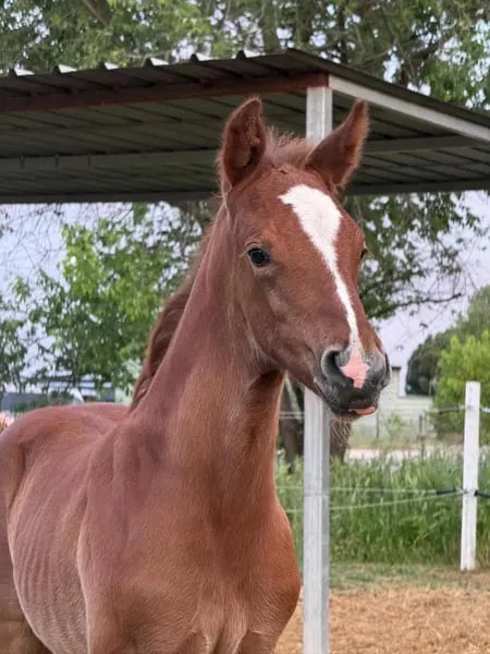 Springpferd