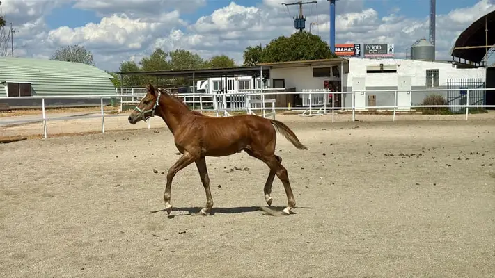 Springpferd