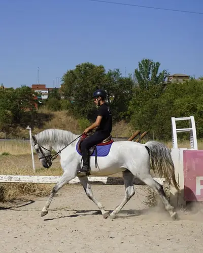 Caballo de salto para amateurs