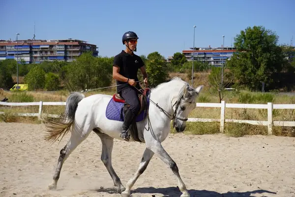Springpferd für Amateure